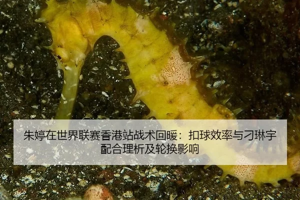朱婷在世界联赛香港站战术回暖：扣球效率与刁琳宇配合理析及轮换影响